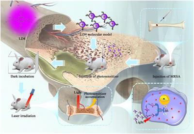 Antimicrobial Photodynamic Therapy Involving a Novel Photosensitizer Combined With an Antibiotic in the Treatment of Rabbit Tibial Osteomyelitis Caused by Drug-Resistant Bacteria